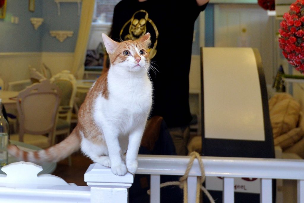 RSPCA Cat cafes should be phased out due to animal welfare concerns