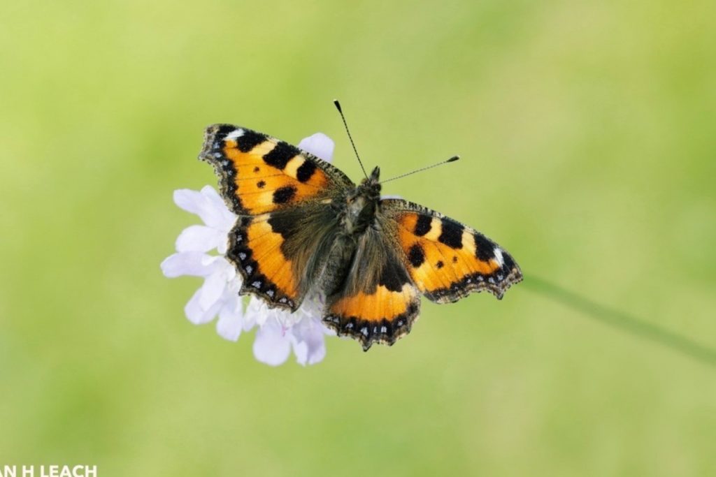 Half of the UKs butterflies in decline
