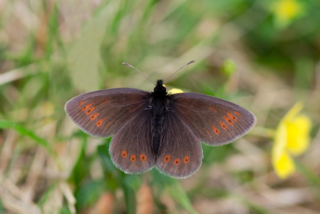 Lake District walkers urged to look out for Englands only mountain butterfly