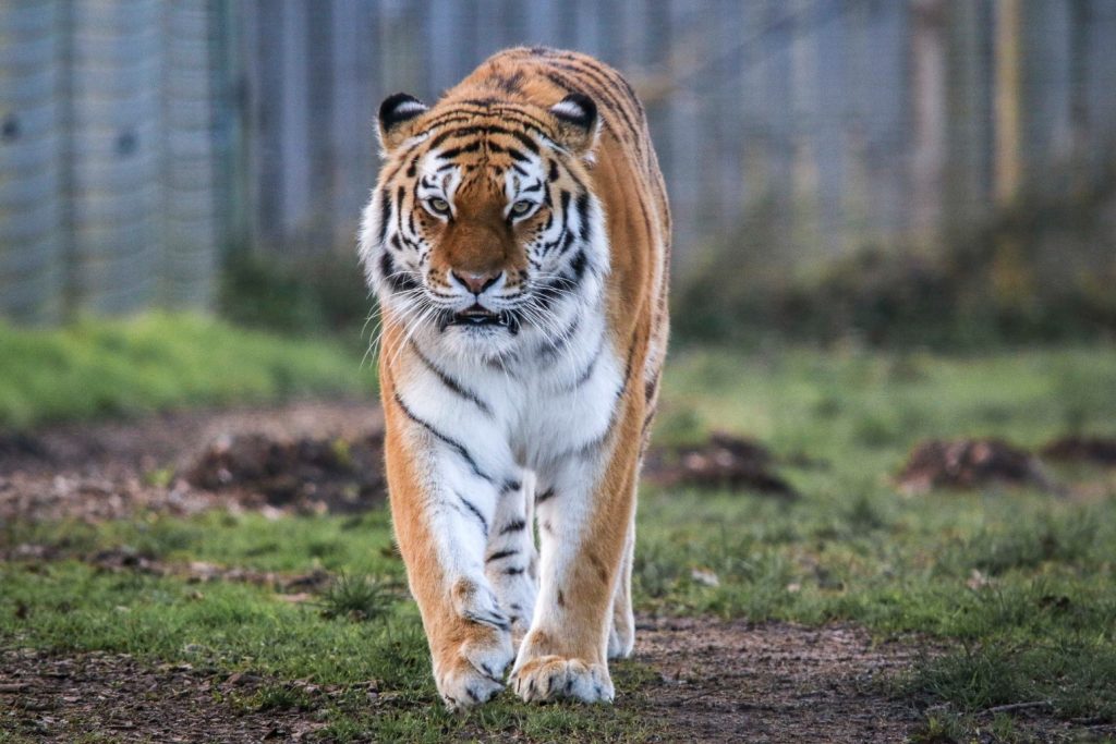 Vets sedate 17 stone tiger for delicate operation to remove ingrown toenail