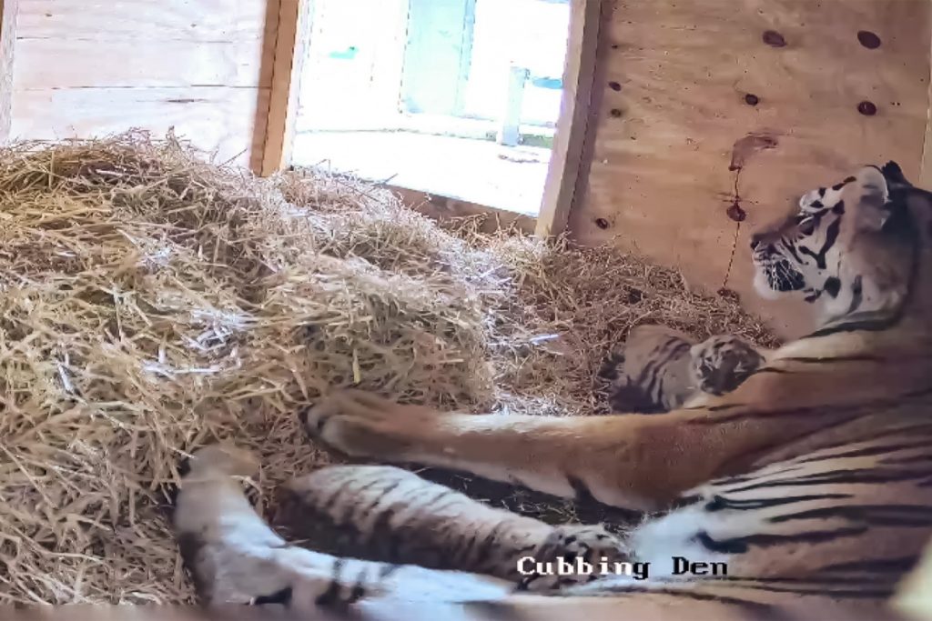 Two Rare Tiger Cubs Born At UK Safari Park