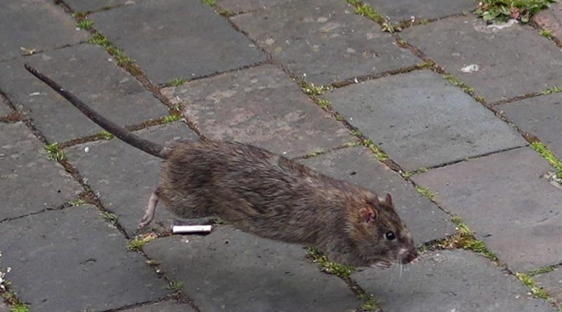 Claims For Rodent Related Vehicle Damage On The Rise Says Insurer