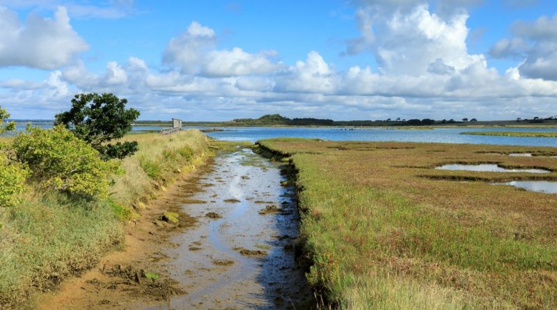 Critically Endangered Spider Found For First Time In 40 Years On Isle Of Wight