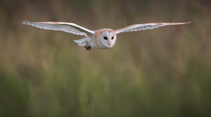 Dormice Otters And Other Rare Wildlife At Risk From Planning Reforms Report