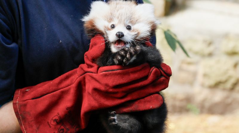 Call For Nationwide Ban On Fireworks Sales A Year After Death Of Baby Red Panda