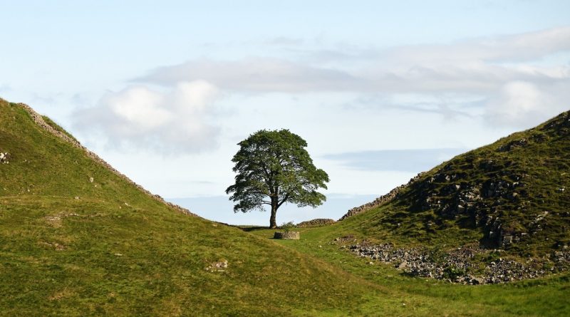 First Hopeful Saplings From Felled Sycamore Gap Tree Set To Be Planted
