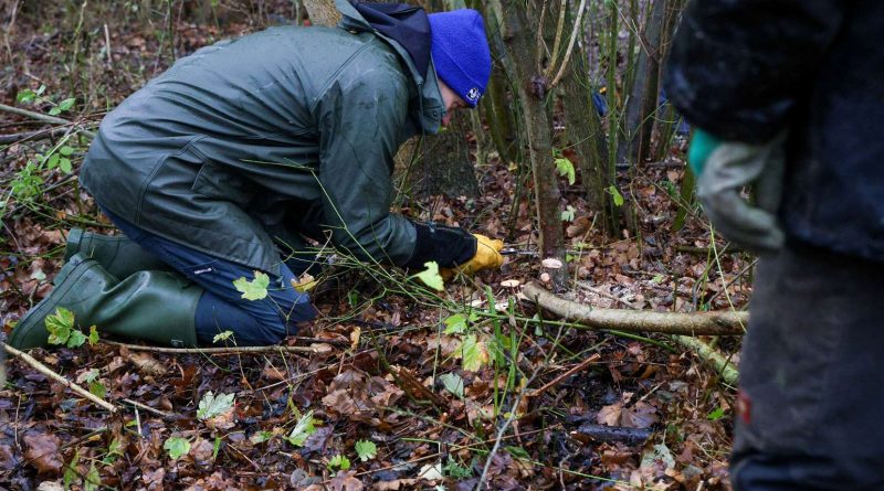 Green-fingered volunteers try their hand at hedge-laying