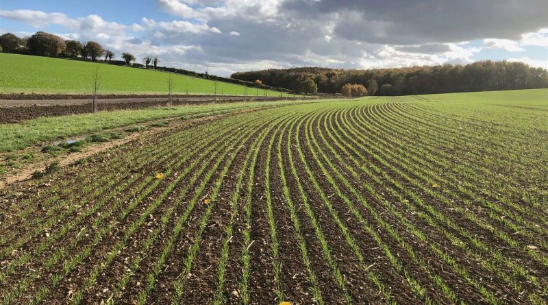 My Newbury: Fields near Bagnor