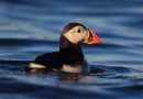 Puffins Make A Comeback On Isle Of Muck After 25 Years