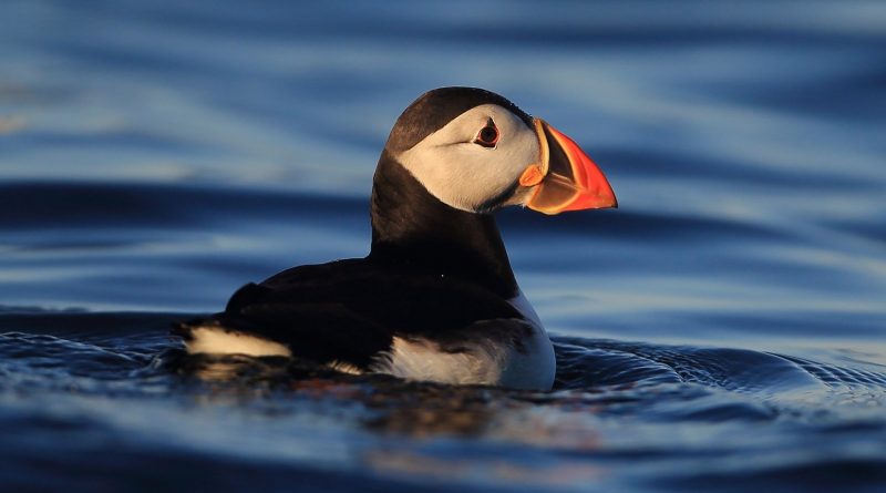 Puffins Make A Comeback On Isle Of Muck After 25 Years
