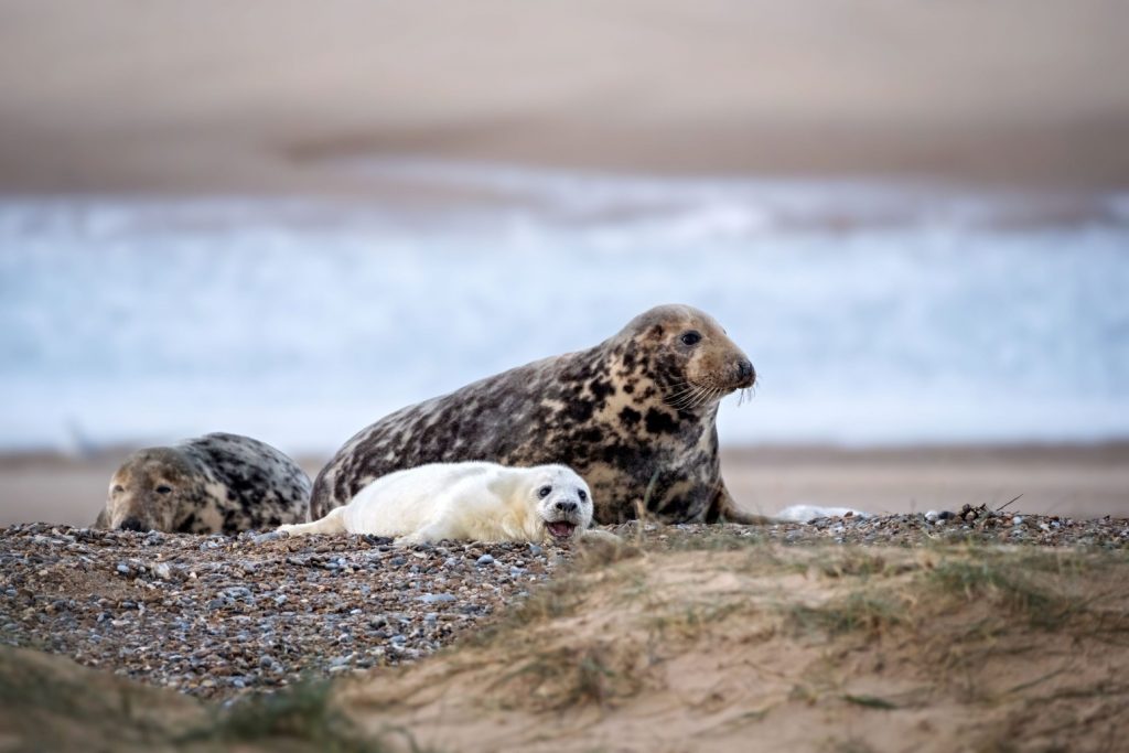 Solar Powered Webcam Set Up To Livestream Englands Largest Grey Seal Colony