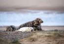 Solar Powered Webcam Set Up To Livestream Englands Largest Grey Seal Colony