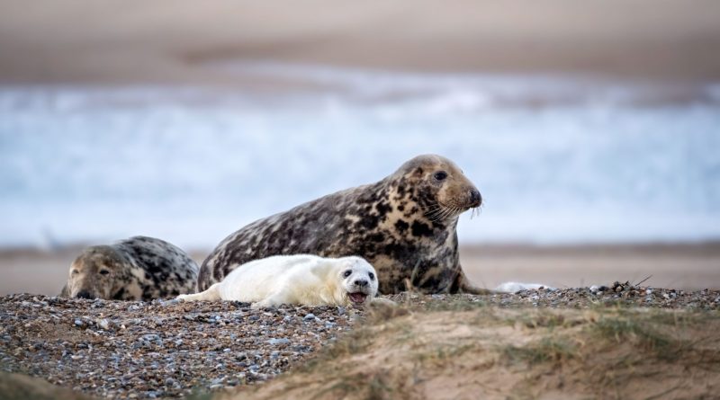 Solar Powered Webcam Set Up To Livestream Englands Largest Grey Seal Colony