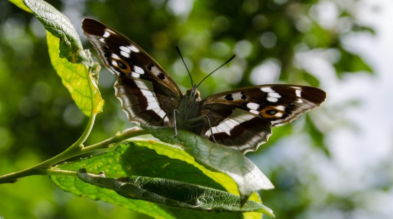 Bird Butterfly And Dragonfly Numbers Soar At Flagship Rewilding Project