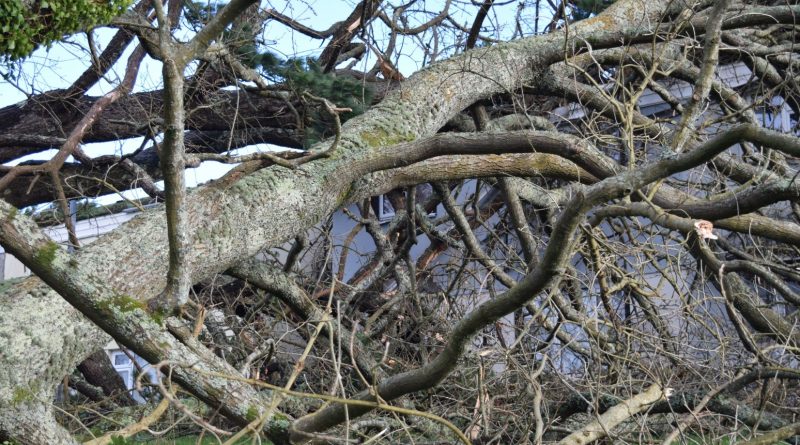 Man Found Dead After Tree Falls On Caravan During Storm Goretti